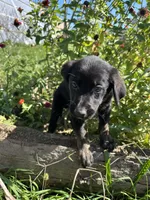 Bean , a male German Shepherd Dog and Siberian Husky for sale in Chariton, IA – 3 of 4
