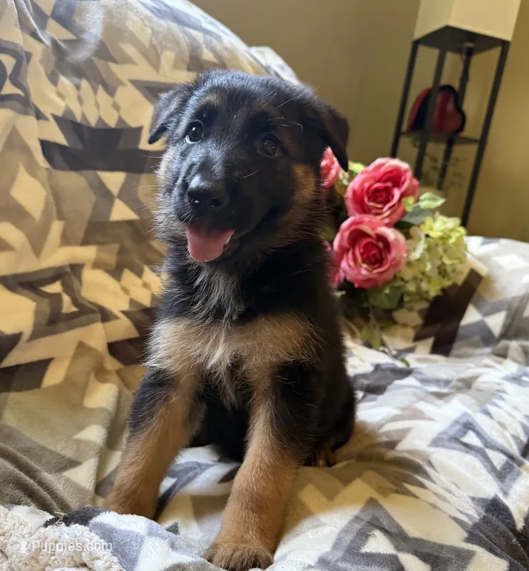 Luna – German Shepherd Dog puppy for sale in Chariton, IA