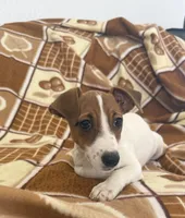 Lola, a female Jack Russell Terrier for sale in Chariton, IA – 1 of 5
