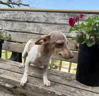 Sadie , a female Chiweenie for sale in Chariton, IA – 2 of 3