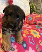 Liam, a male German Shepherd Dog for sale in Chariton, IA – 1 of 3
