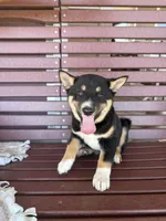Mochi, a male Shiba Inu for sale in Chariton, IA – 4 of 4