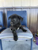 Milo, a male German Shepherd Dog and Siberian Husky for sale in Chariton, IA – 4 of 4