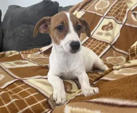 Lola, a female Jack Russell Terrier for sale in Chariton, IA – 2 of 5