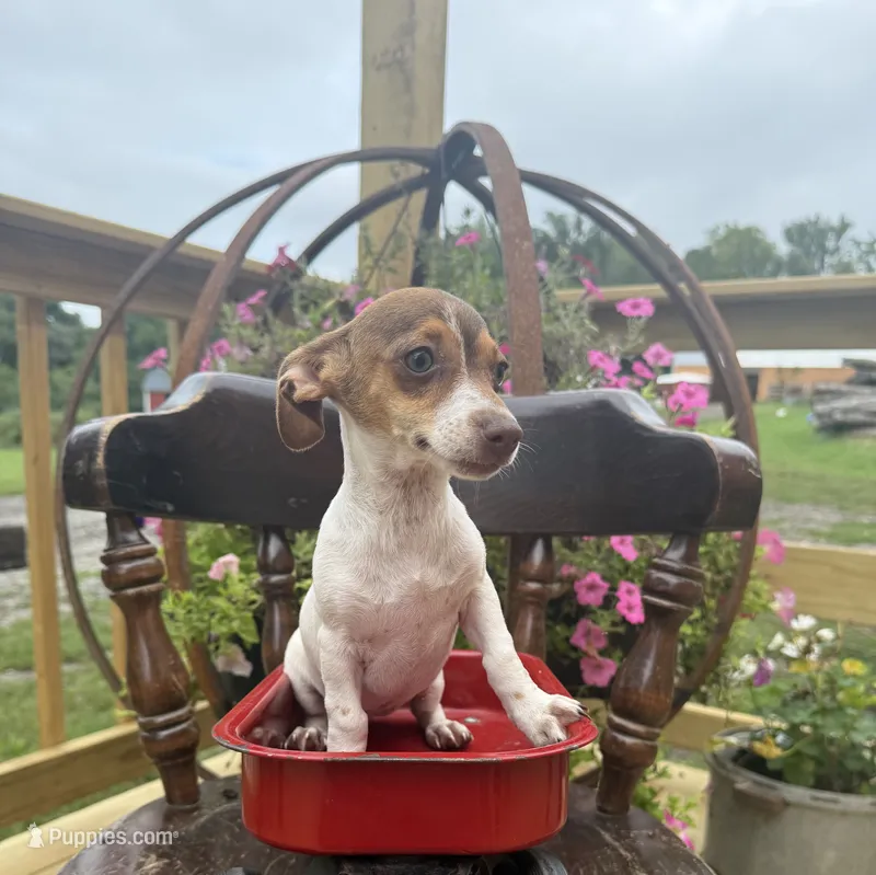 Sage  – Chiweenie puppy for sale in Chariton, IA