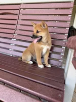 Yoshi , a male Shiba Inu for sale in Chariton, IA – 3 of 6
