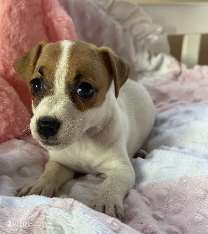 Zoey – Jack Russell Terrier puppy for sale in Chariton, IA