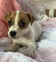 Zoey, a female Jack Russell Terrier for sale in Chariton, IA – 1 of 5