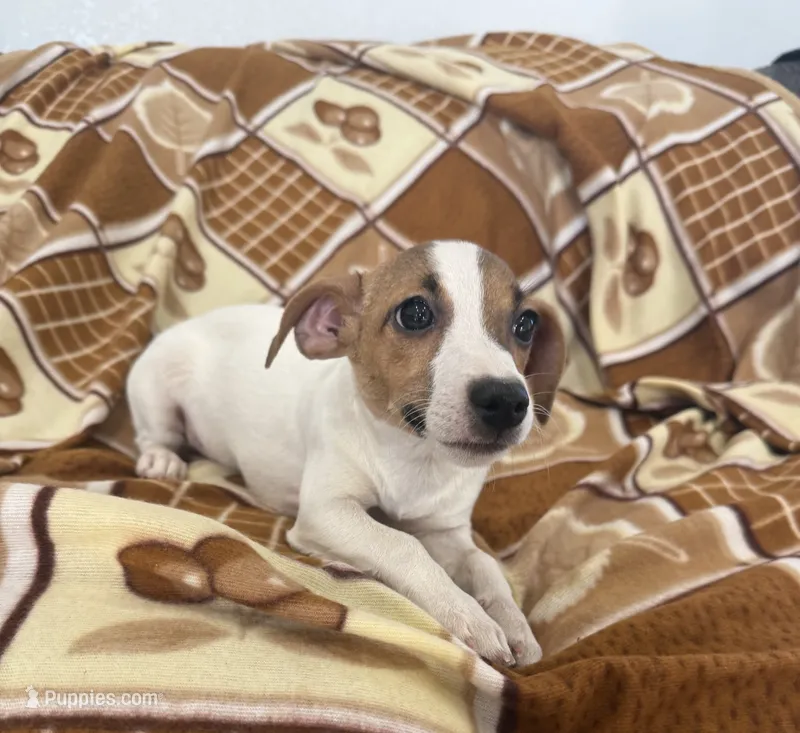 Ivy – Jack Russell Terrier puppy for sale in Chariton, IA