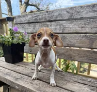 Scout , a male Chiweenie for sale in Chariton, IA – 2 of 4