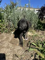 Bear, a male German Shepherd Dog and Siberian Husky for sale in Chariton, IA – 2 of 4