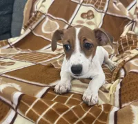 Lola, a female Jack Russell Terrier for sale in Chariton, IA – 5 of 5