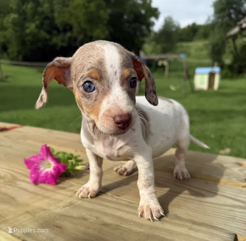 Samson – Chiweenie puppy for sale in Chariton, IA