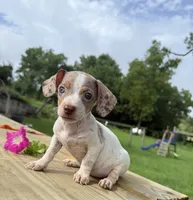 Samson, a male Chiweenie for sale in Chariton, IA – 2 of 4