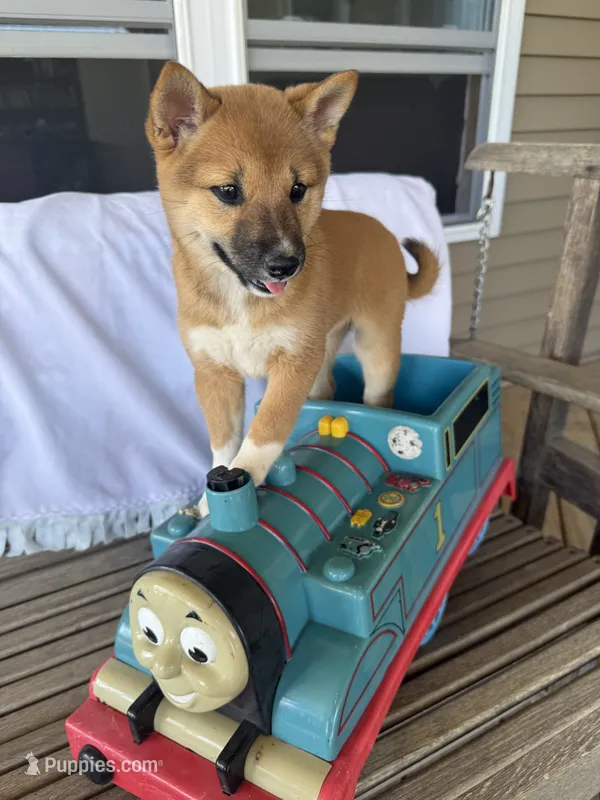 Winnie – Shiba Inu puppy for sale in Chariton, IA