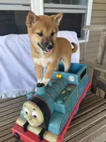 Winnie, a female Shiba Inu for sale in Chariton, IA – 1 of 4