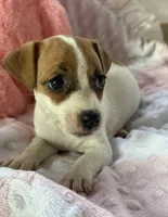 Zoey, a female Jack Russell Terrier for sale in Chariton, IA – 2 of 5