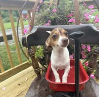 Sage , a female Chiweenie for sale in Chariton, IA – 5 of 5