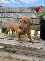 Simon , a male Chiweenie for sale in Chariton, IA – 3 of 3