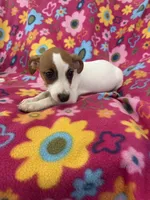 Ivy, a female Jack Russell Terrier for sale in Chariton, IA – 4 of 4