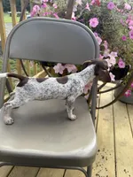 Sasha , a female Chiweenie for sale in Chariton, IA – 5 of 7