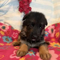 Liam, a male German Shepherd Dog for sale in Chariton, IA – 3 of 3
