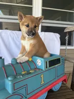 Winnie, a female Shiba Inu for sale in Chariton, IA – 3 of 4