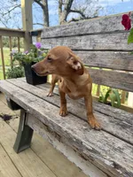 Simon , a male Chiweenie for sale in Chariton, IA – 2 of 3