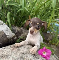 Sasha , a female Chiweenie for sale in Chariton, IA – 2 of 4