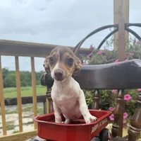 Sage , a female Chiweenie for sale in Chariton, IA – 2 of 5