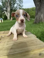 Samson, a male Chiweenie for sale in Chariton, IA – 4 of 4