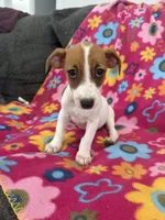 Lola, a female Jack Russell Terrier for sale in Chariton, IA – 5 of 6