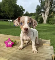 Samson, a male Chiweenie for sale in Chariton, IA – 3 of 4