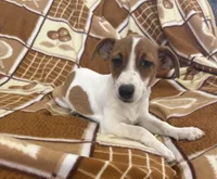 Lola, a female Jack Russell Terrier for sale in Chariton, IA – 3 of 5
