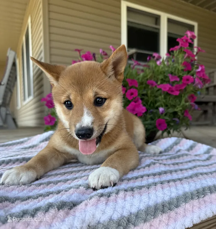 Mika – Shiba Inu puppy for sale in Chariton, IA