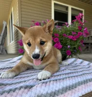 Mika, a male Shiba Inu for sale in Chariton, IA – 4 of 4