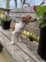 Scout , a male Chiweenie for sale in Chariton, IA – 4 of 4