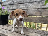 Scout , a male Chiweenie for sale in Chariton, IA – 1 of 4