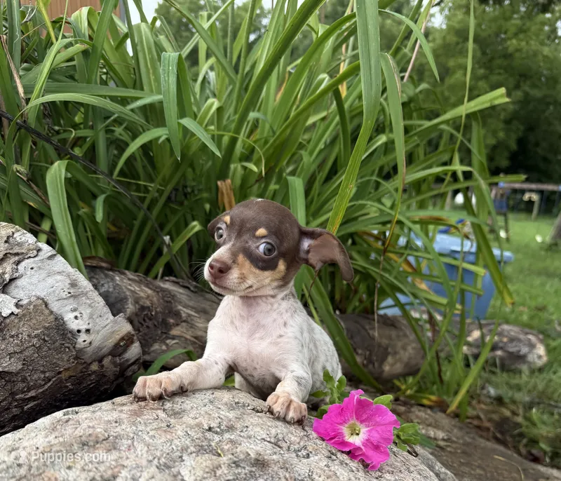 Sasha  – Chiweenie puppy for sale in Chariton, IA