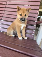 Yoshi , a male Shiba Inu for sale in Chariton, IA – 2 of 6