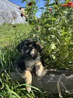  Luna, a female German Shepherd Dog for sale in Chariton, IA – 4 of 5