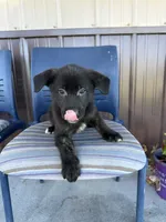 Milo, a male German Shepherd Dog and Siberian Husky for sale in Chariton, IA – 3 of 4