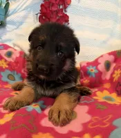 Liam, a male German Shepherd Dog for sale in Chariton, IA – 2 of 3