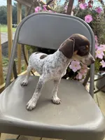 Sasha , a female Chiweenie for sale in Chariton, IA – 7 of 7