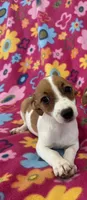 Lola, a female Jack Russell Terrier for sale in Chariton, IA – 2 of 6