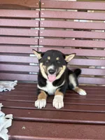 Mochi, a male Shiba Inu for sale in Chariton, IA – 2 of 4