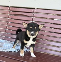 Mochi, a male Shiba Inu for sale in Chariton, IA – 3 of 4