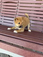 Yoshi , a male Shiba Inu for sale in Chariton, IA – 5 of 6