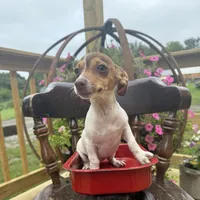 Sage , a female Chiweenie for sale in Chariton, IA – 4 of 5
