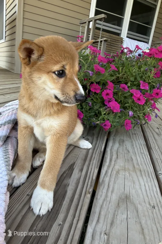Mika – Shiba Inu puppy for sale in Chariton, IA